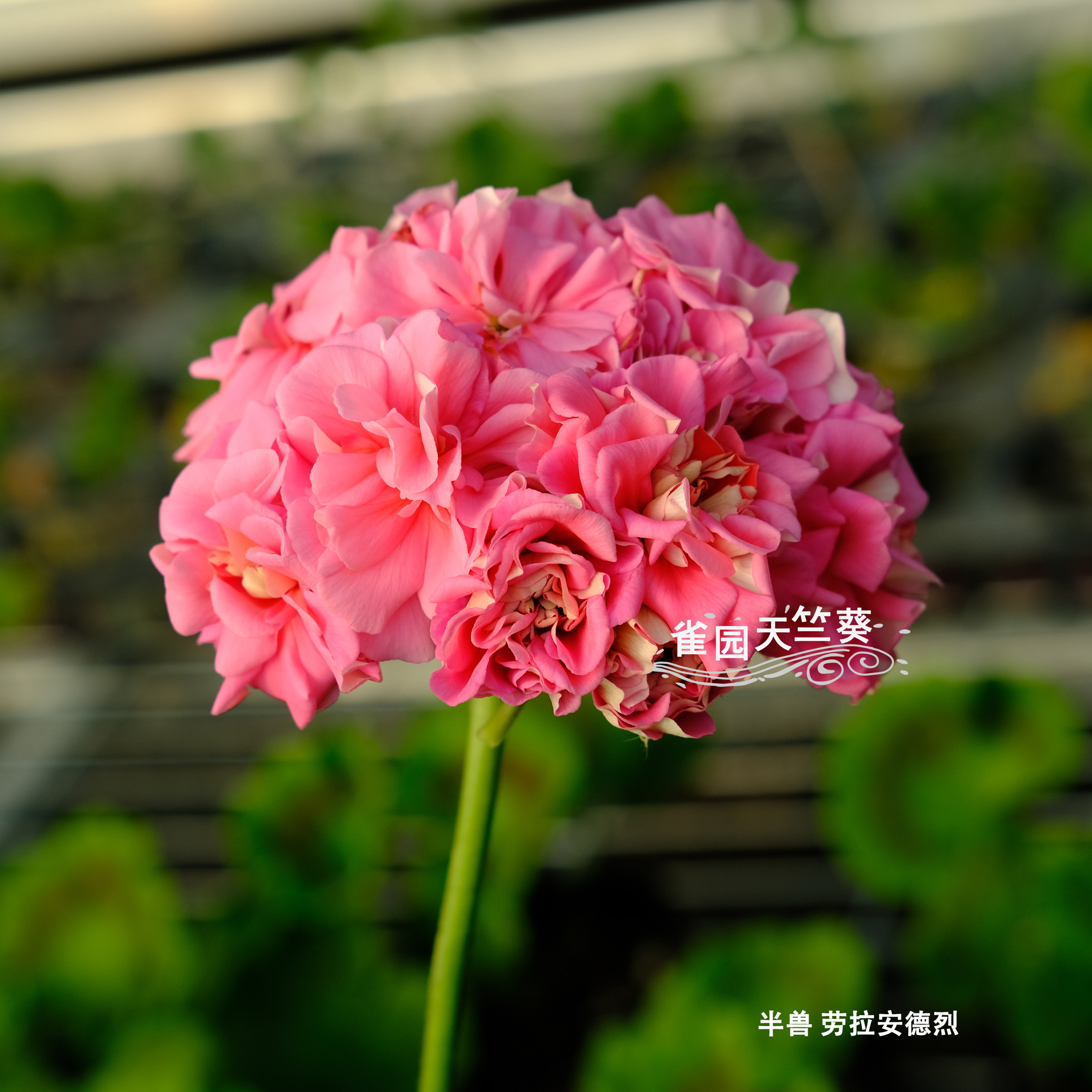 劳拉安德烈 半兽系天竺葵花苗大花球品种勤花盆栽雀园天竺葵