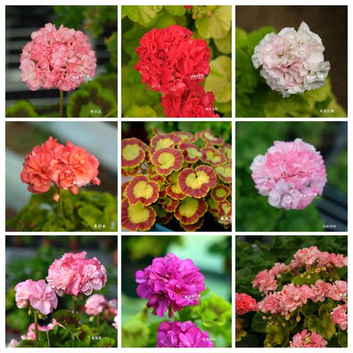 金叶彩叶黄叶直立天竺葵草地幻想粉鸟蛋奎尔特夫人丁香薄雾贝蒂