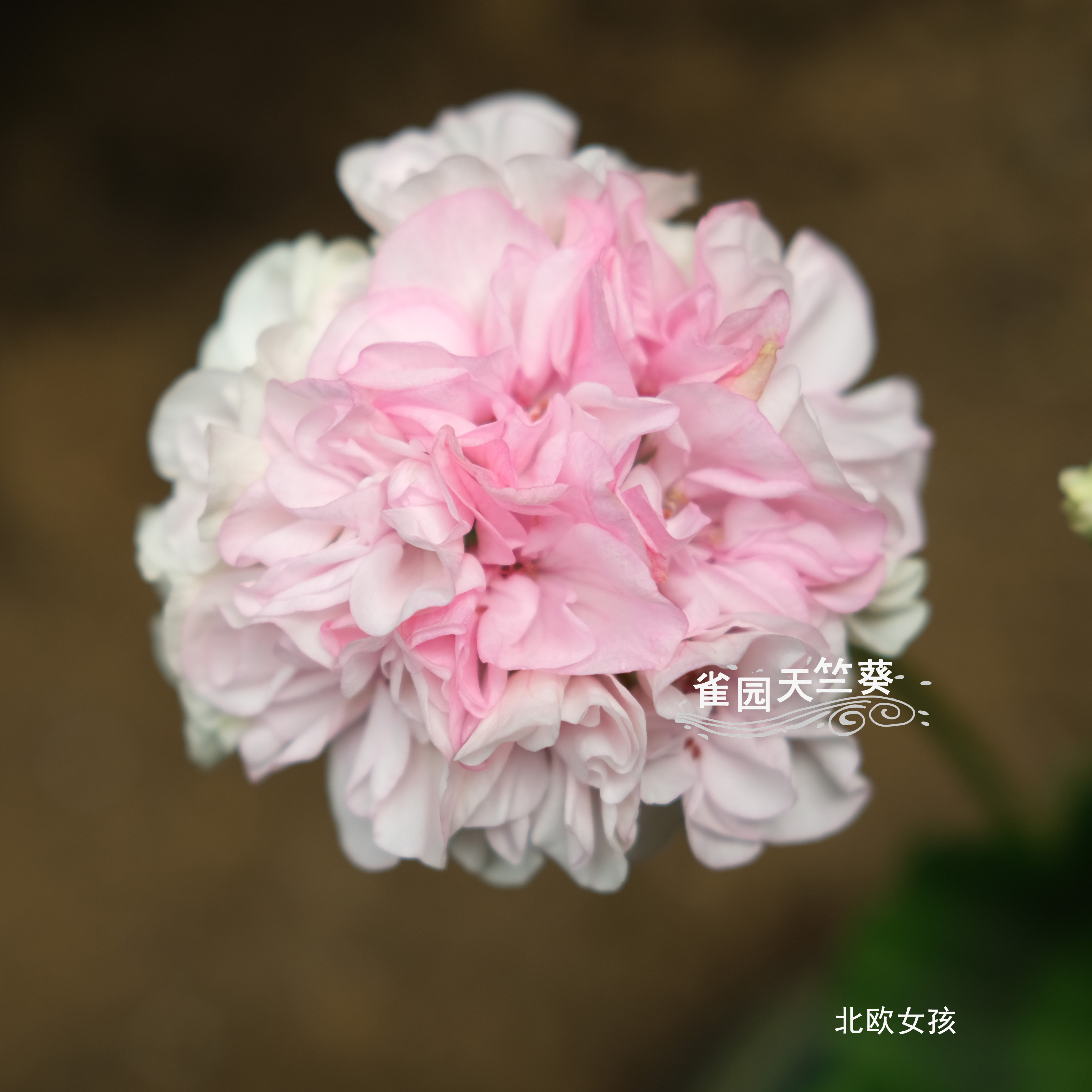 北欧女孩 大花球直立天竺葵 花苗 包对版 雀园天竺葵