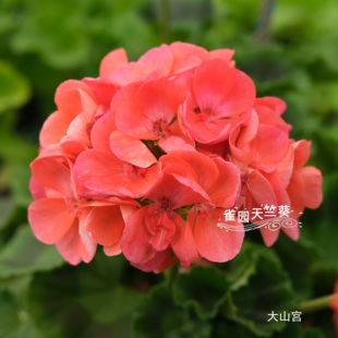 大山宫 直立天竺葵花苗矮生开花机器包对版洋绣球阳台花卉
