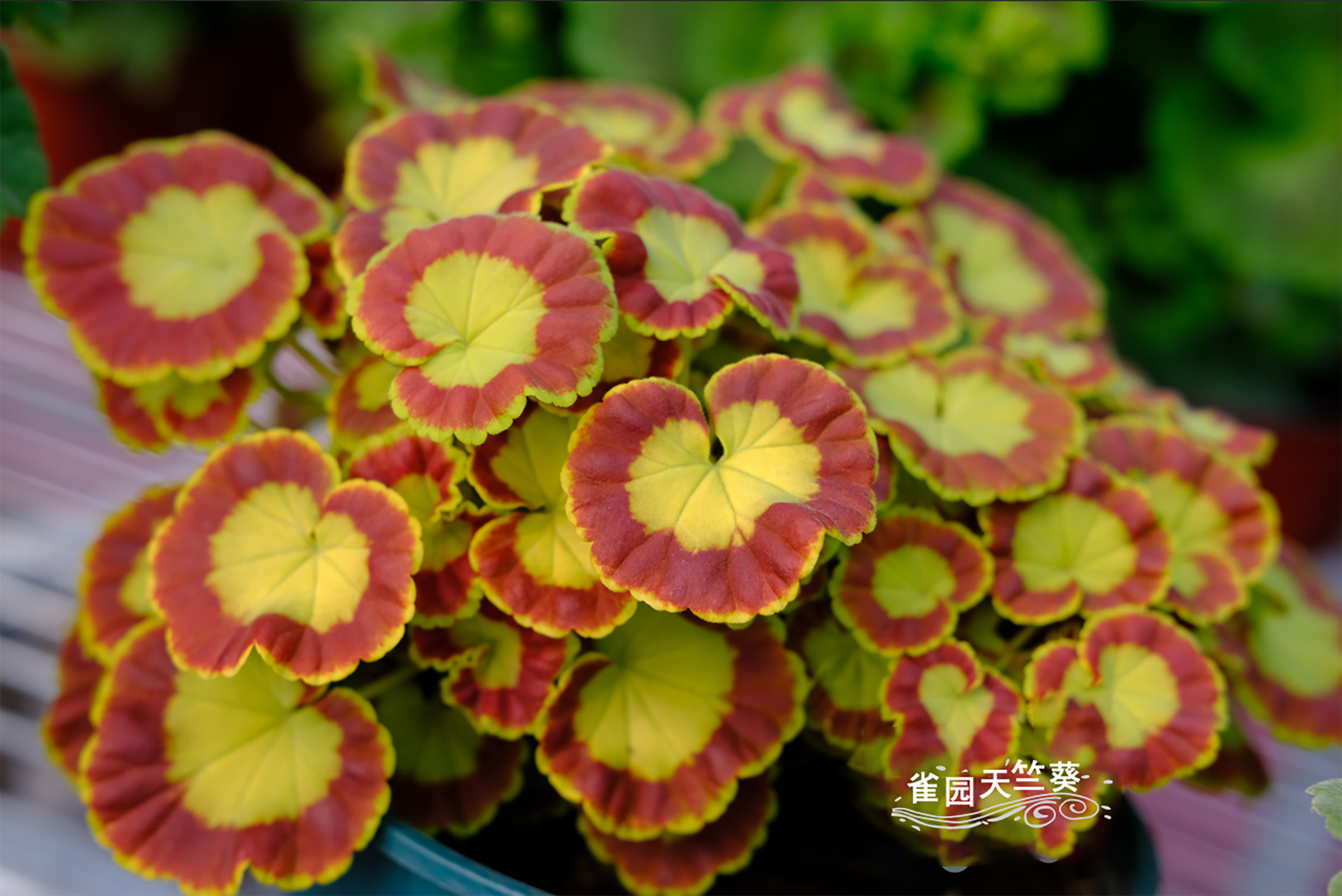 奎尔特夫人 花叶直立天竺葵花苗彩叶天矮生叶包对版雀园天竺葵