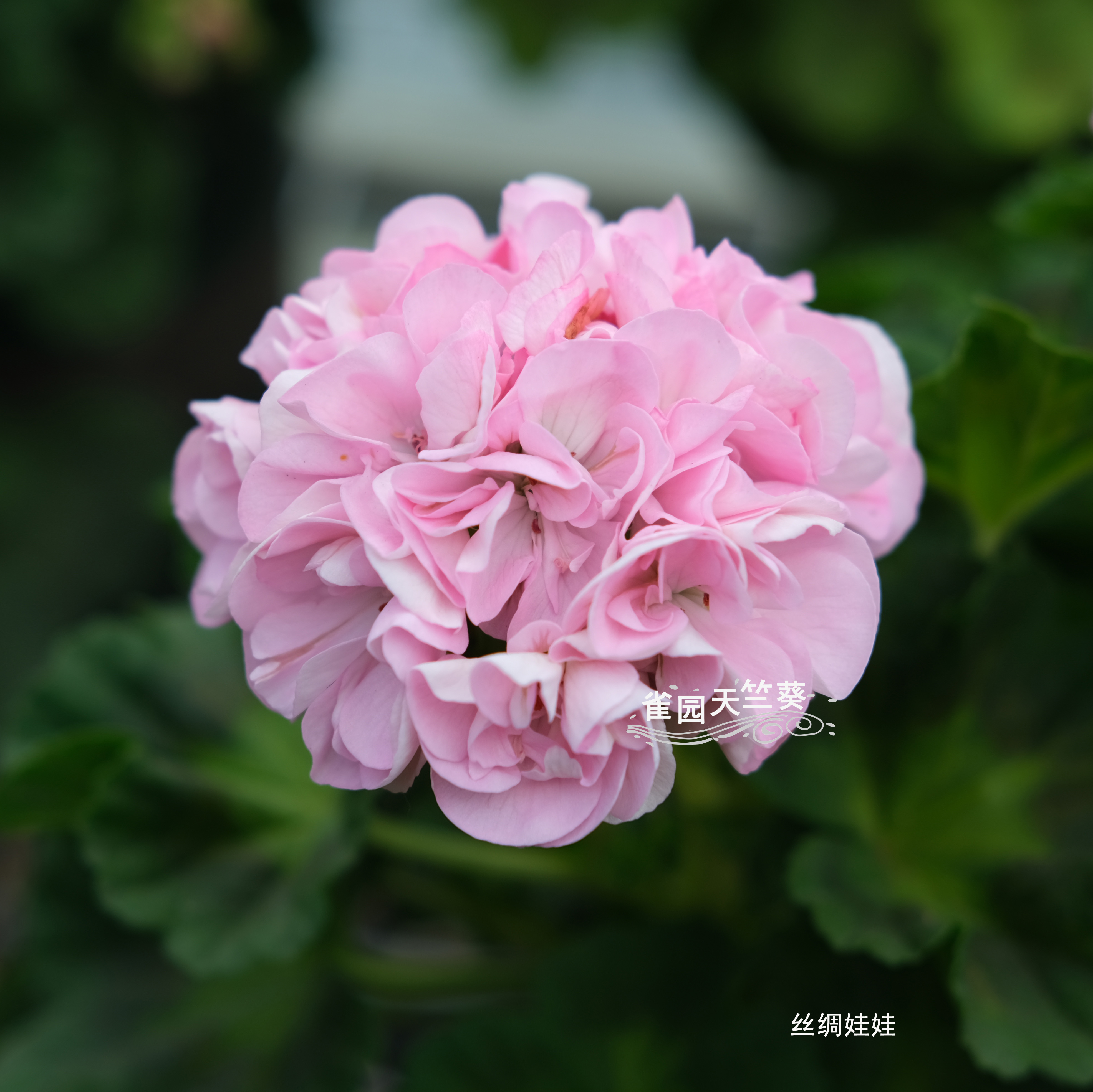 丝绸娃娃 花叶直立天竺葵花苗彩叶天矮生蝴蝶叶包对版洋绣球雀园