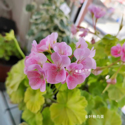 雀园天竺葵 金叶粉鸟蛋 直立天花苗 重瓣花球包对版洋绣球