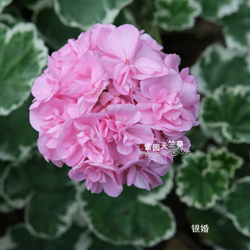 银婚花苗天竺葵直立天竺葵