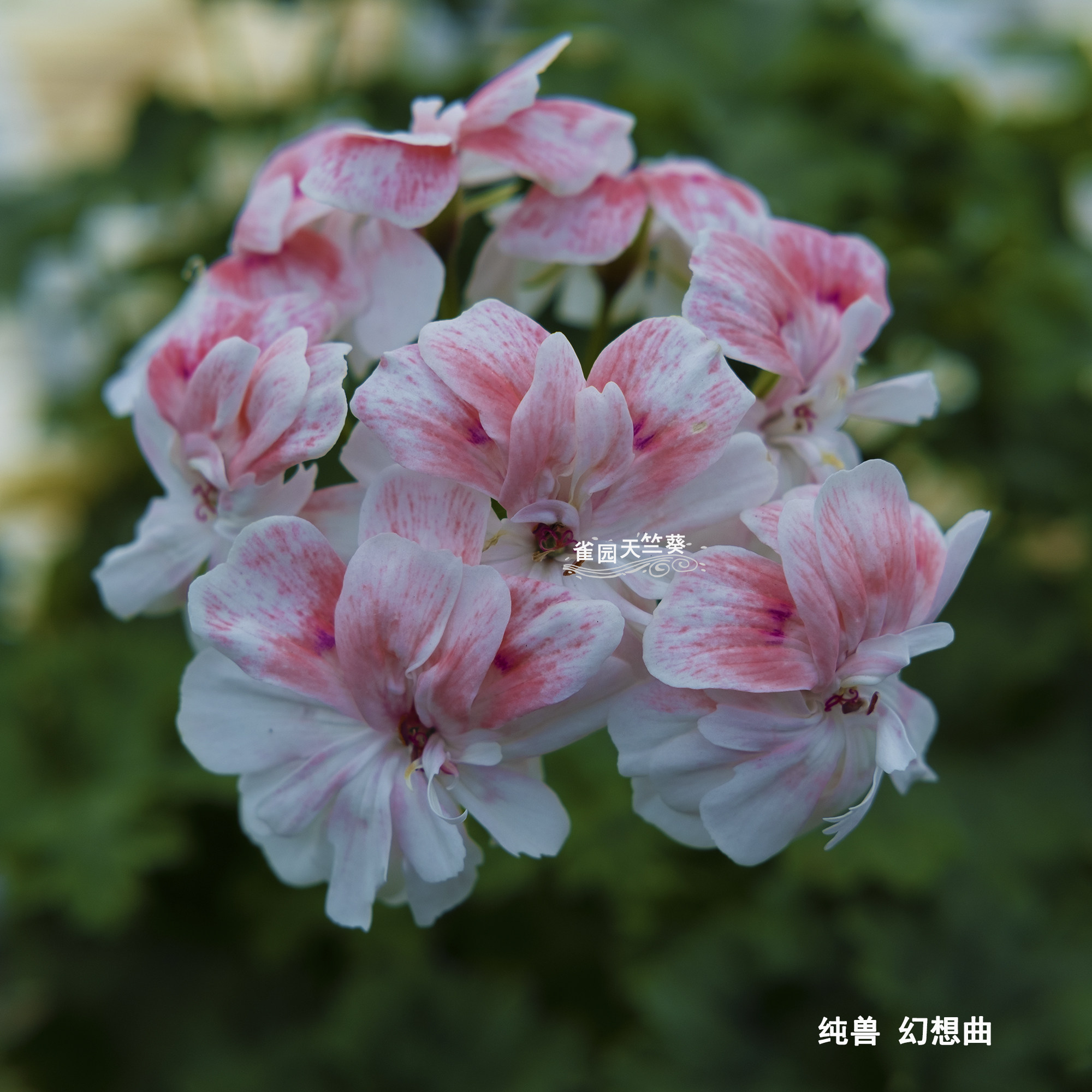 幻想曲 新品兽系天竺葵 重瓣大花 雀园天竺葵