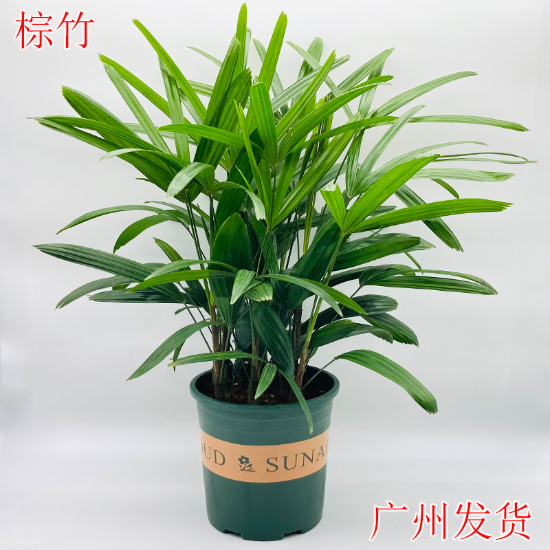 棕竹盆栽室内大型落地绿植阳台庭院好养绿植耐寒耐旱四季常青植物