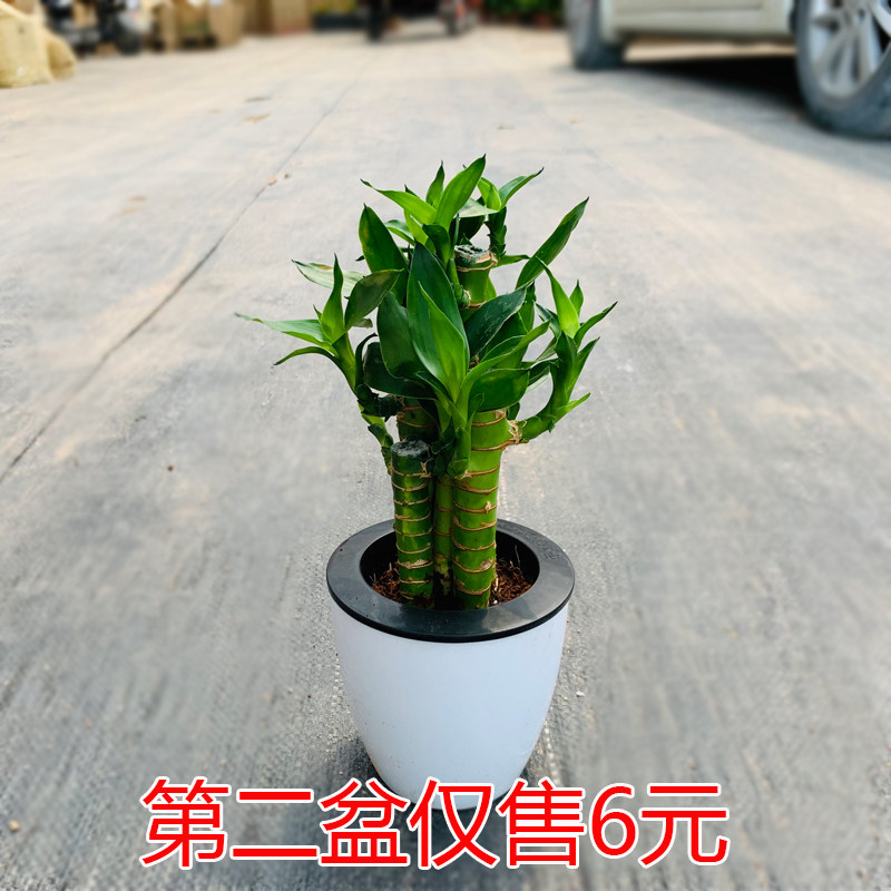 富贵竹盆栽室内转运竹招财竹观音竹办公桌面客厅绿植四季常青花卉