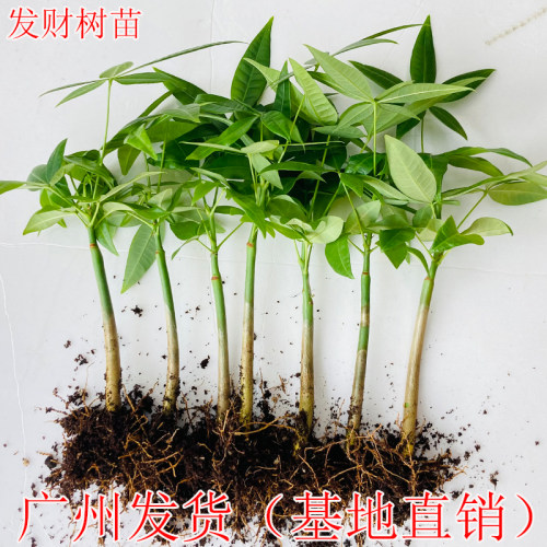 发财树室内精华空气除甲醛