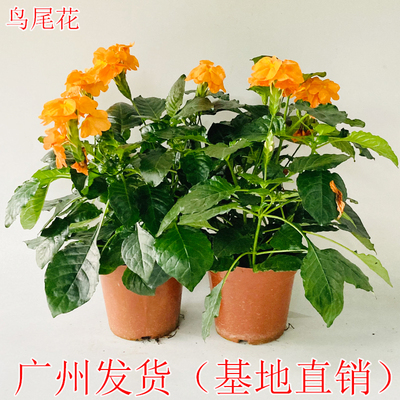 鸟尾花盆栽四季开花植物带花苞