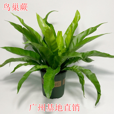 鸟巢蕨盆栽室内蕨类阔叶植物