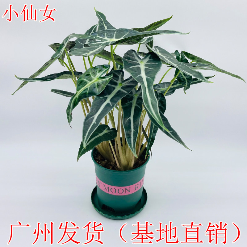 小仙女盆栽室内观音莲黑叶芋客厅办公桌面绿植除甲醛净化空气植物