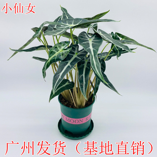 小仙女盆栽室内观音莲黑叶芋客厅办公桌面绿植除甲醛净化空气植物