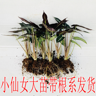 小仙女盆栽室内植物观音莲黑叶芋客厅办公室桌面水培水养绿植花卉