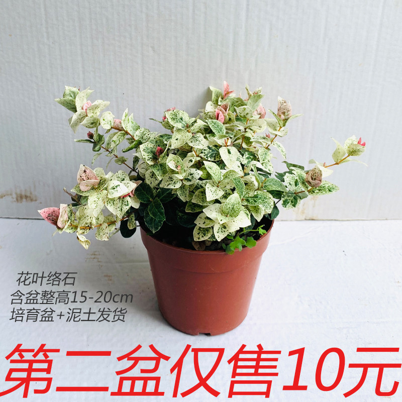 花叶络石盆栽耐寒耐热植物阳台吊兰垂吊彩叶络石净化空气绿植室内