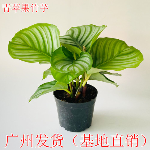 青苹果竹芋盆栽室内吸甲醛
