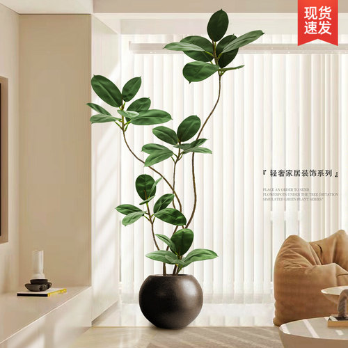 室内沙发电视柜绿植黑金刚橡皮树