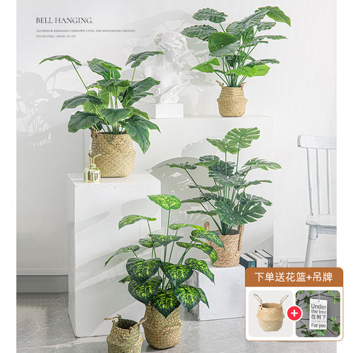 北欧风客厅仿真绿植龟背竹小盆栽