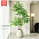 仿真绿色植物假植物轻奢客厅装 饰树室内大型盆栽幸福树落地摆件仿