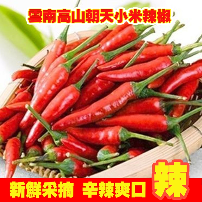 云南高山朝天小米辣椒新鲜采摘