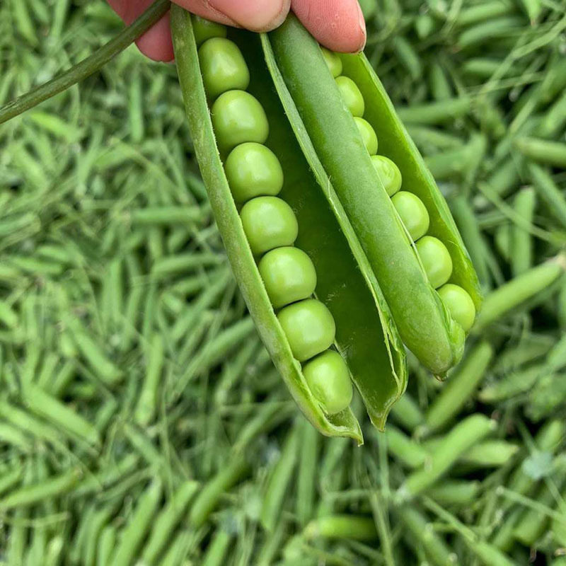 新鲜富硒长寿仁豌豆现摘青豆角粒农家水果甜豆荚直接食用产地直发