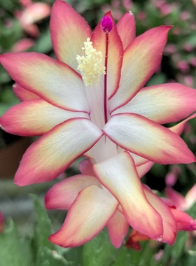 自育杂交蟹爪兰孤品实生苗带花发货一物一拍室内花卉盆栽茗阳园艺