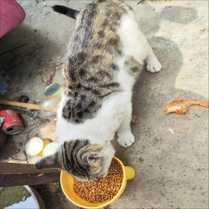 Nobili鲜肉猫粮育肥毛鳃各阶段成年猫和小猫家猫3磅6磅5公斤负担