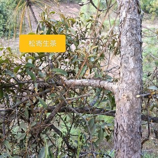 云南松树寄生草原生态新鲜寄生茶松木寄生茶泡水喝现采冲泡