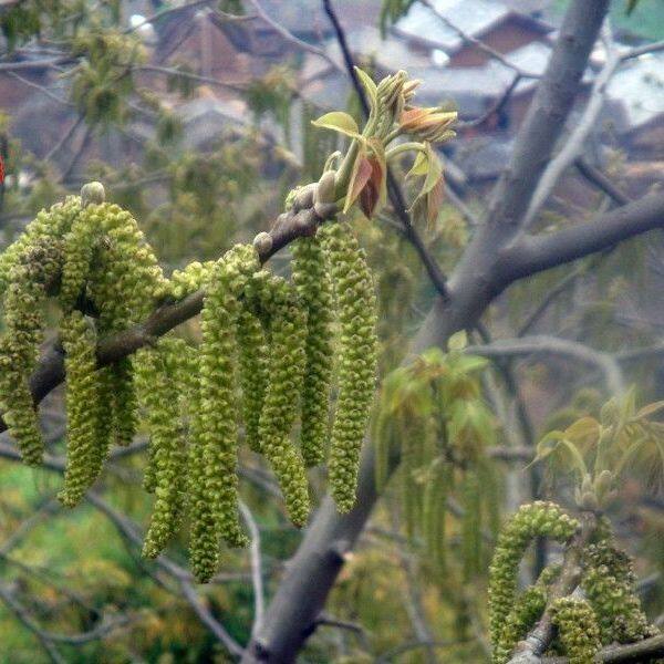 药用带籽野核桃花新鲜核桃花须带子山核桃花干货鲜货