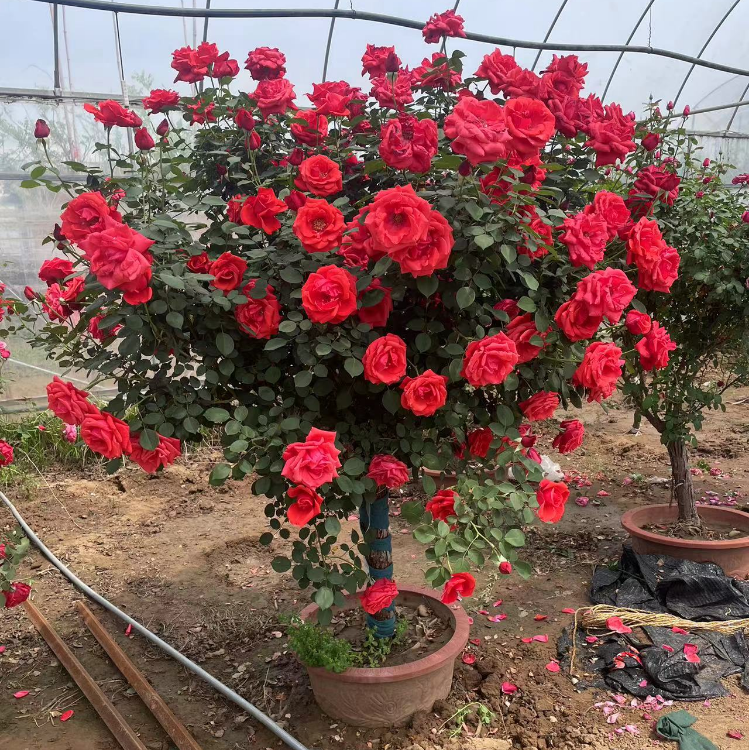 棒棒糖树桩月季果汁阳台月季花苗中型花卉阳台，庭院花卉盆栽