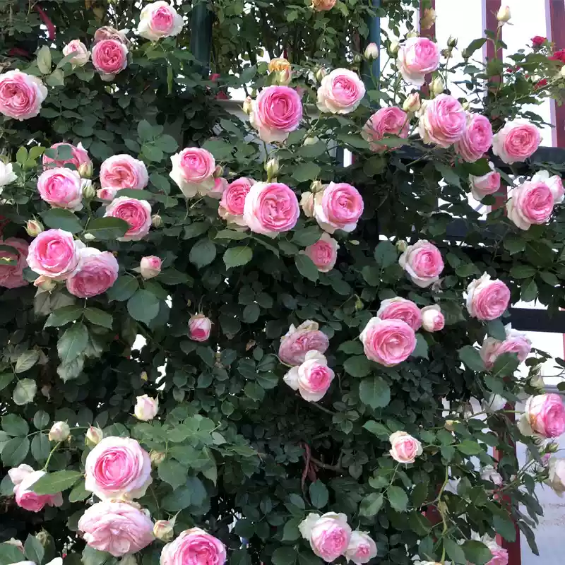 爬藤月季盆栽粉龙沙宝石月季蓝色阴雨佛罗伦蒂娜庭院