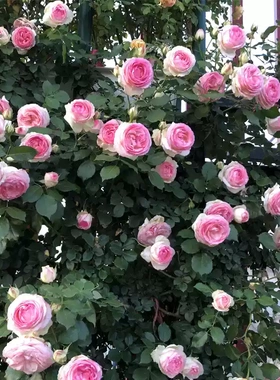 爬藤月季盆栽粉龙沙宝石月季蓝色阴雨佛罗伦蒂娜庭院