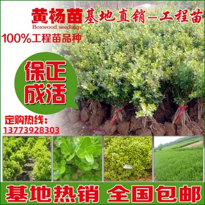 瓜子黄杨树苗四季常青园林绿化庭院绿篱独杆小叶黄杨球耐寒黄杨苗