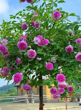 玛吉婶婶浓香微型棒棒糖月季花苗中型花苗庭院绿植花卉盆栽