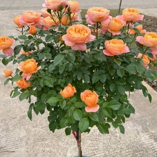 果汁阳台棒棒糖勤开花量大特大花朵浓香盆栽玫瑰四季开花耐寒花卉