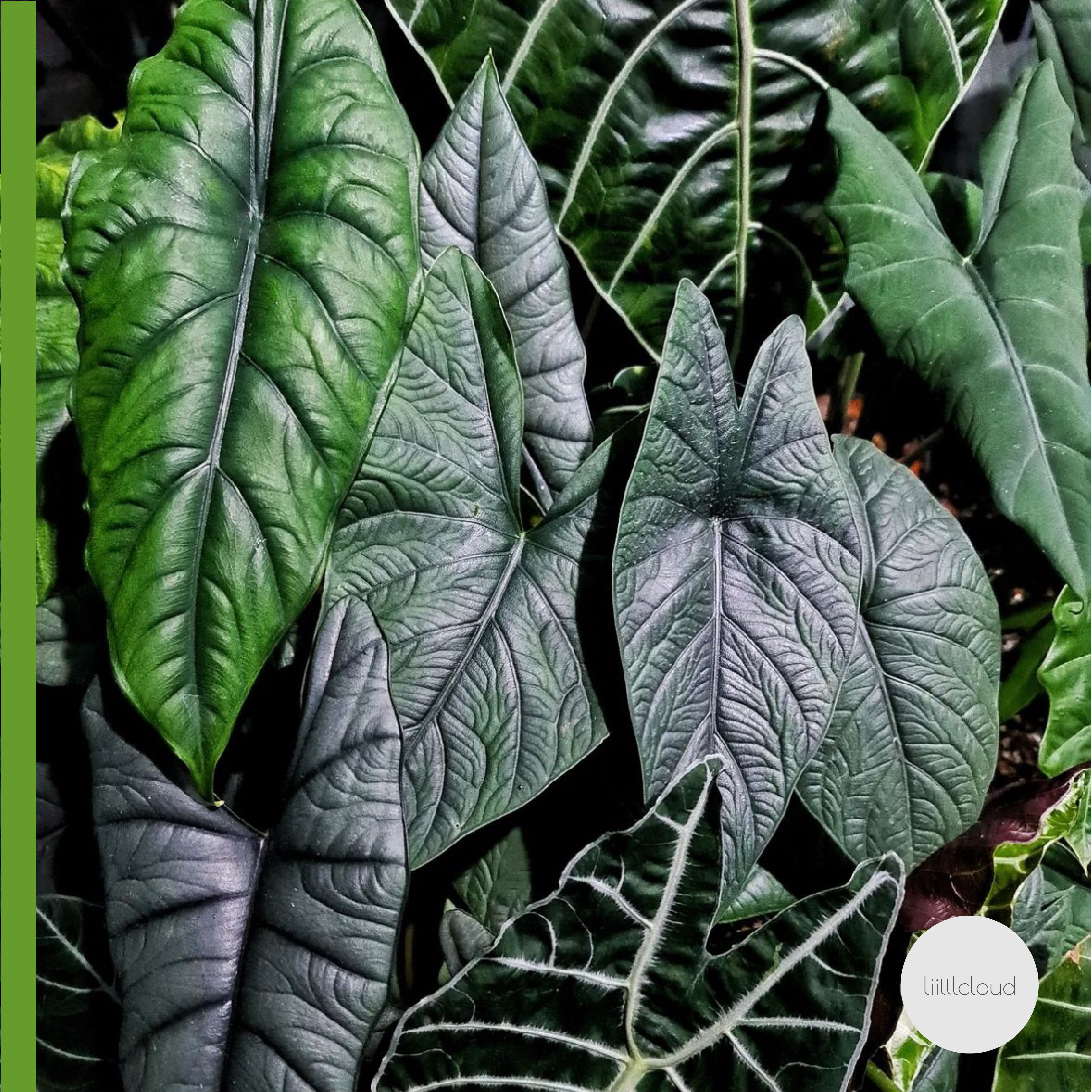 海芋室内观叶植物大仙女白犀牛魔镜板盾黄貂鱼绿天鹅耐热雨林盆栽