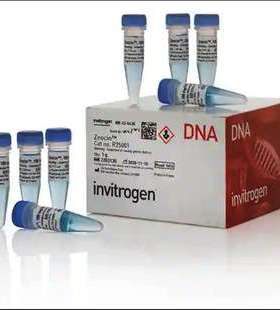 科研试剂Zeocin博莱霉素125mg/1.25ml invitrogen博来霉素R250-01