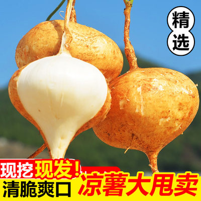 凉薯新鲜广西地瓜葛根9斤蔬菜