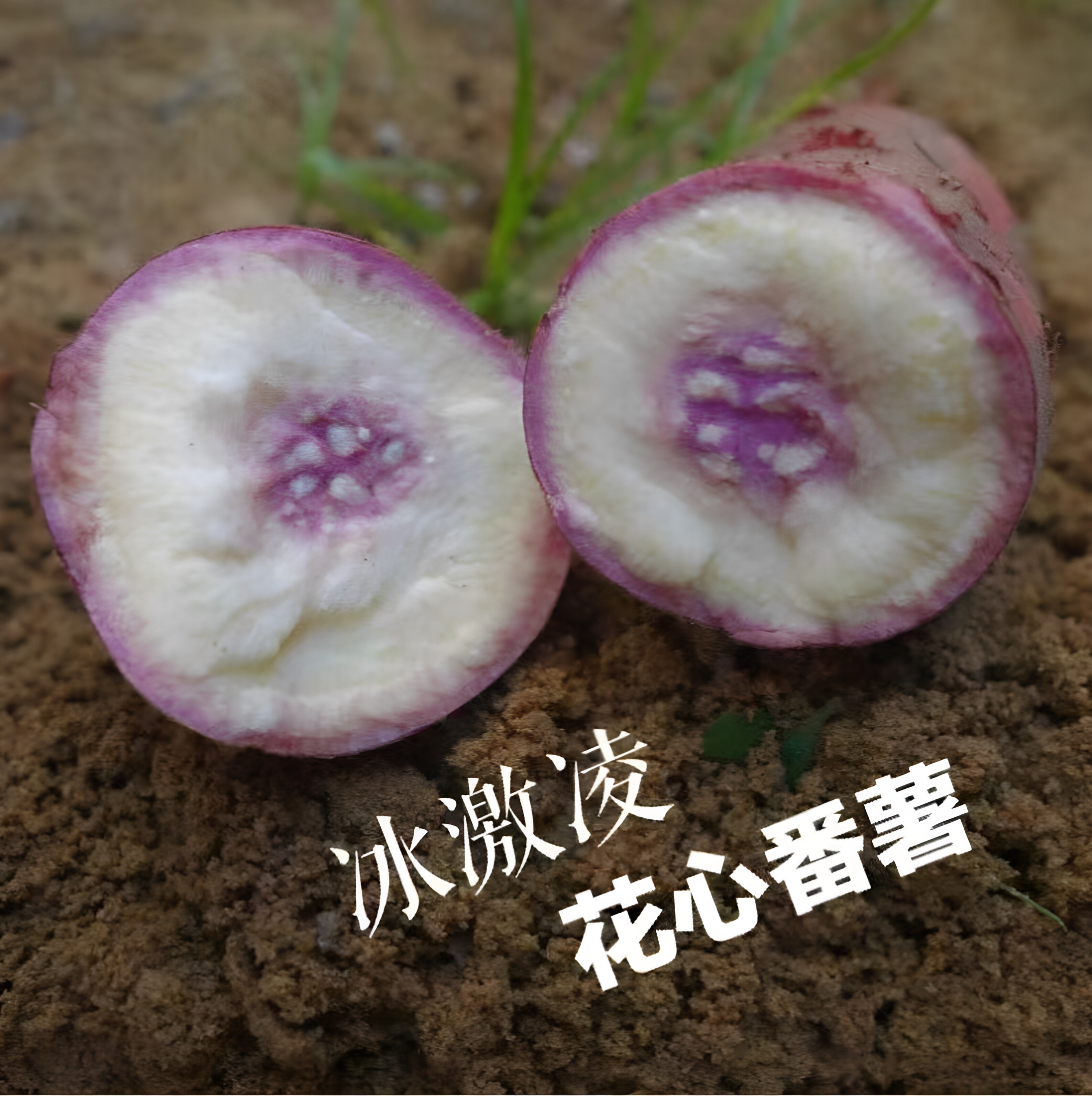 新鲜紫薯新鲜地瓜广西一点红