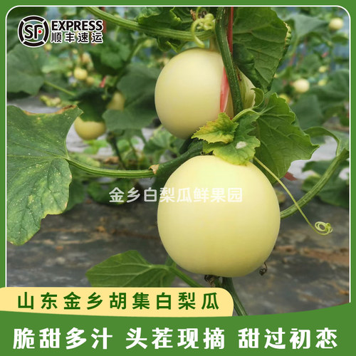 山东金乡白梨瓜早甜脆小蜜罐甜瓜