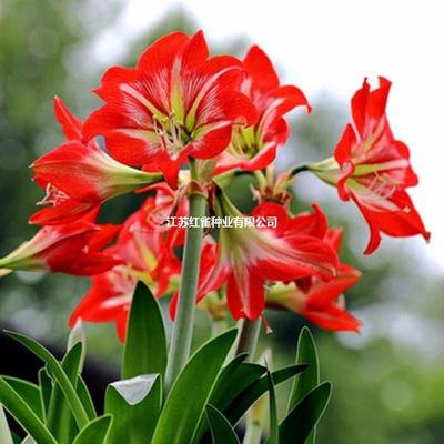 朱顶红红色球茎 对子莲 南君子兰 室内盆栽 盆景土朱种子种球球根