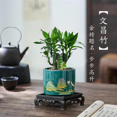 文昌竹4支金榜题名龙竹土培带根富贵竹植物客厅招财水养观音竹子