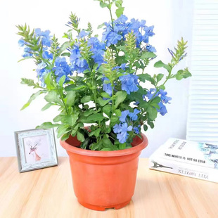 蓝雪花苗盆栽阳台观花耐热好养植物花园庭院爬藤攀援花藤本白雪花