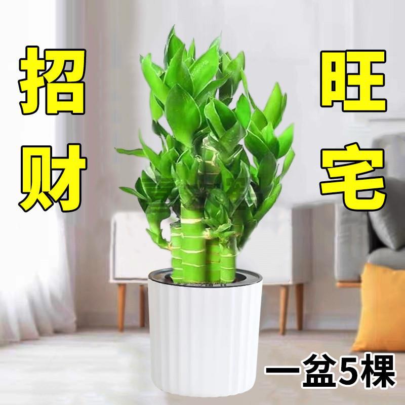 水培植物富贵竹文昌竹4支金榜题名桌面盆栽好养花卉绿植荷花竹