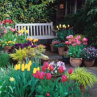 重瓣郁金香 花卉荷兰多年生5度大种球百合室内外植物盆栽好养