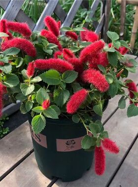 红樱吊兰岁岁红垂吊盆栽狗尾红色花垂吊年宵花卉花卉四季循环开花