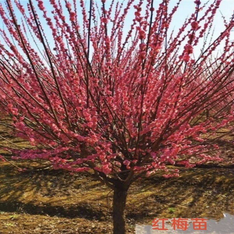 红梅绿梅腊梅榆叶梅老桩梅花树四季阳台庭院盆栽冬季耐寒花卉树苗