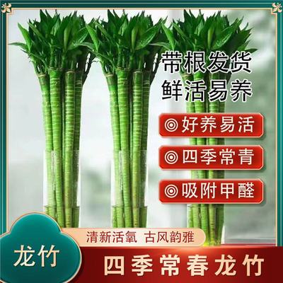 带根文昌竹龙竹水养书房富贵竹观音竹水培绿植室内客厅植物盆栽