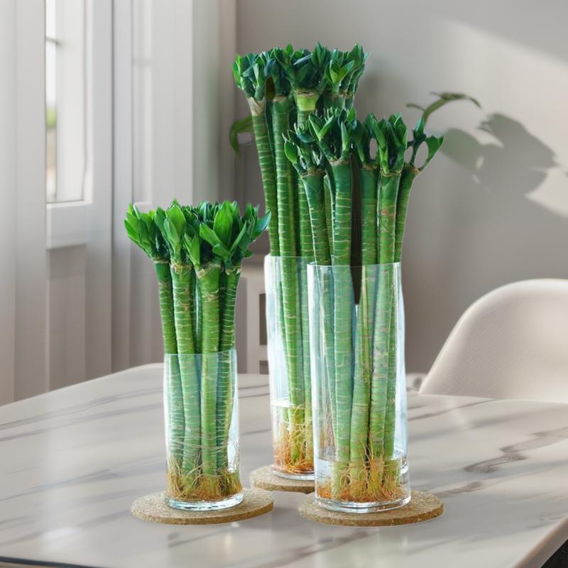 带根文昌竹龙竹发财竹富贵竹水养植物客厅室好养内盆栽水培绿植