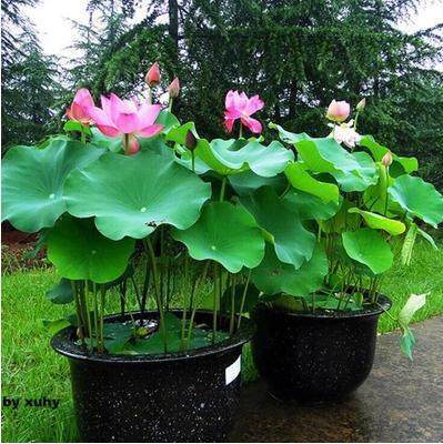 荷花盆栽水桶水缸种植莲藕家庭室内外小型荷花水池水养莲花苗