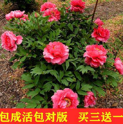 正宗提神高杆室外洛阳牡丹花苗